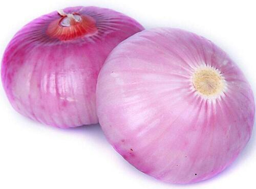 蔬菜品種:洋蔥
