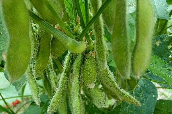 1760173442.jpg tupian_maodou2.jpg