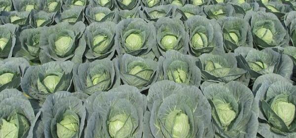 1760174603.jpg tupian_baocai4.jpg