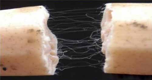 1770103303275983.jpg 藕絲.jpg